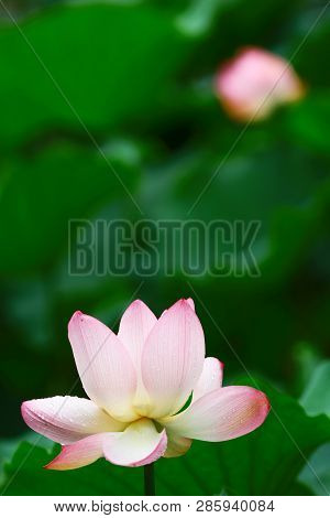 Close Up Of The Beautiful Lotus Flower In Blooming