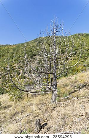 The Dried Relic Juniper (juniperus Excelsa) In The Crimean Mountains.