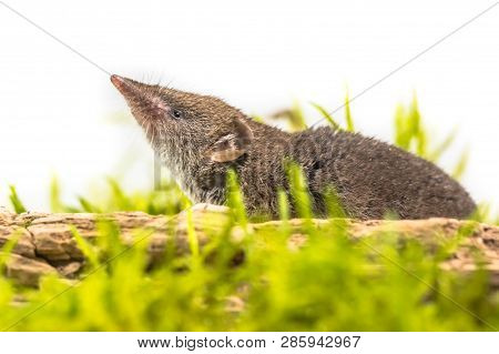 Greater White-toothed Shrew (crocidura Russula) Pointing Its Nose In The Air, In Green Grass On Whit
