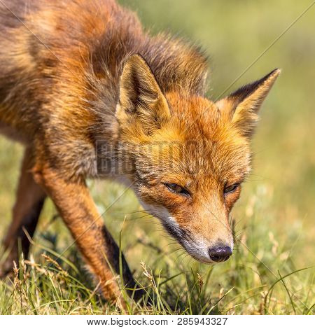Red Fox (vulpes Vulpes) Portrait With Bright Green Background. This Beautiful Wild Animal Of The Wil
