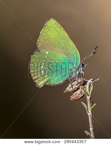 Green Hairstreak (callophrys Rubi) Butterfly Resting On Heath With Brown Background