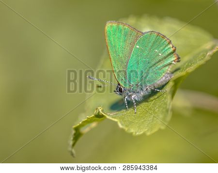 Green Hairstreak (callophrys Rubi) Butterfly Resting On Green Leaf With Green Background