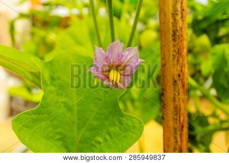 Eggplant Flowers Blooming In The Garden... Agriculture
