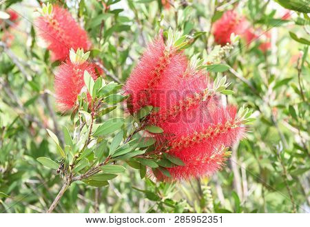 Callistemon rigidus plant with green and red leaves citrius
