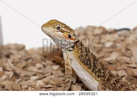 Beardie