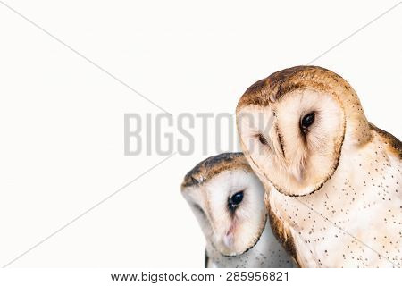 Two Curious Owls With White Background.