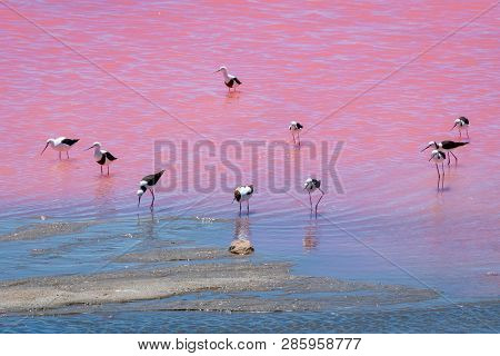 Black Wing Stilt Birds At The Pink Lake In West Australia