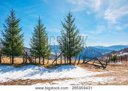 Sunny Springtime Weather In Mountain. Beautiful Carpathian Rural Landscape. Spruce Trees Near The Wo