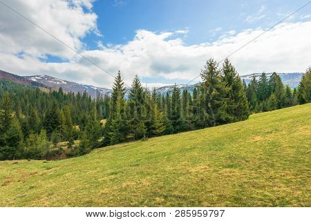 Spruce Forest On The Hill In Springtime. Evergreens On The Grassy Hillside. Distant Ridge With Spots