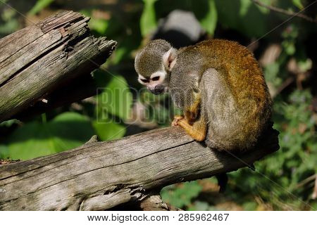 Full Body Of The Squirrel Simian Monkey On The Tree Trunk. Photography Of Nature And Wildlife.