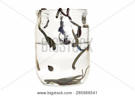 Hirudotherapy. Medical Leeches In Water Before Therapy.