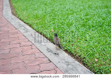 Little Bird Walking Around On The Street