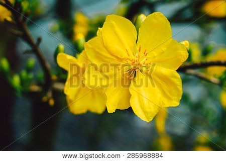 Yellow Apricot Blossom (ochna Integerrima) Blooming | Mai Blossom In Vietnam Tet Holiday