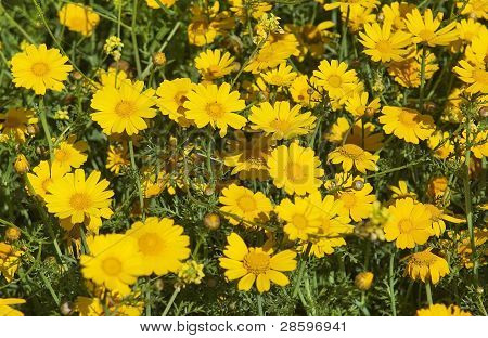 Daisies สีเหลือง