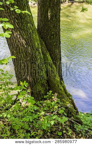 Close-up Two Trunks Of Elm Tree (ulmus Minor) At The River Bank