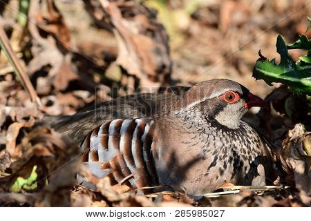 Portrait Of A French Partridge (alectoris Rufa) Sitting On The Ground And Showing How Well Camouflag