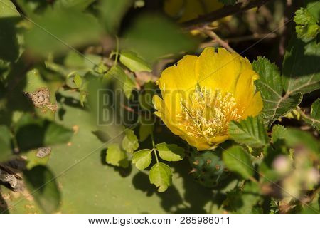 Beautiful Flower Of Opuntia Ficus-indica Or Cactus Pear Are Widely Spread Along Sicily And Puglia
