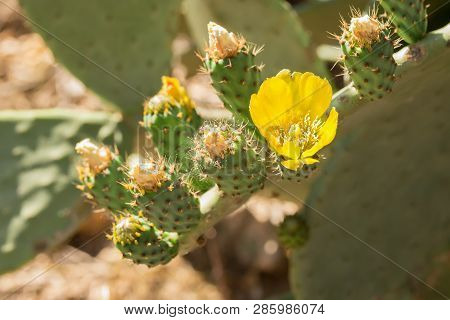 Beautiful Flower Of Opuntia Ficus-indica Or Cactus Pear Are Widely Spread Along Sicily And Puglia