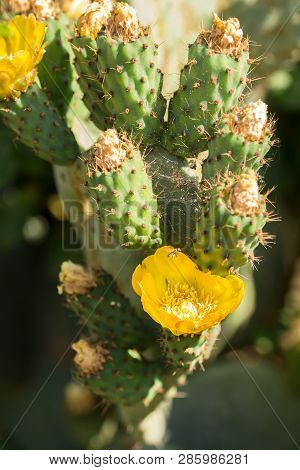 Beautiful Flower Of Opuntia Ficus-indica Or Cactus Pear Are Widely Spread Along Sicily And Puglia