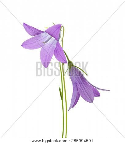 Two bellflowers isolated on white. Spreading Bellflower.