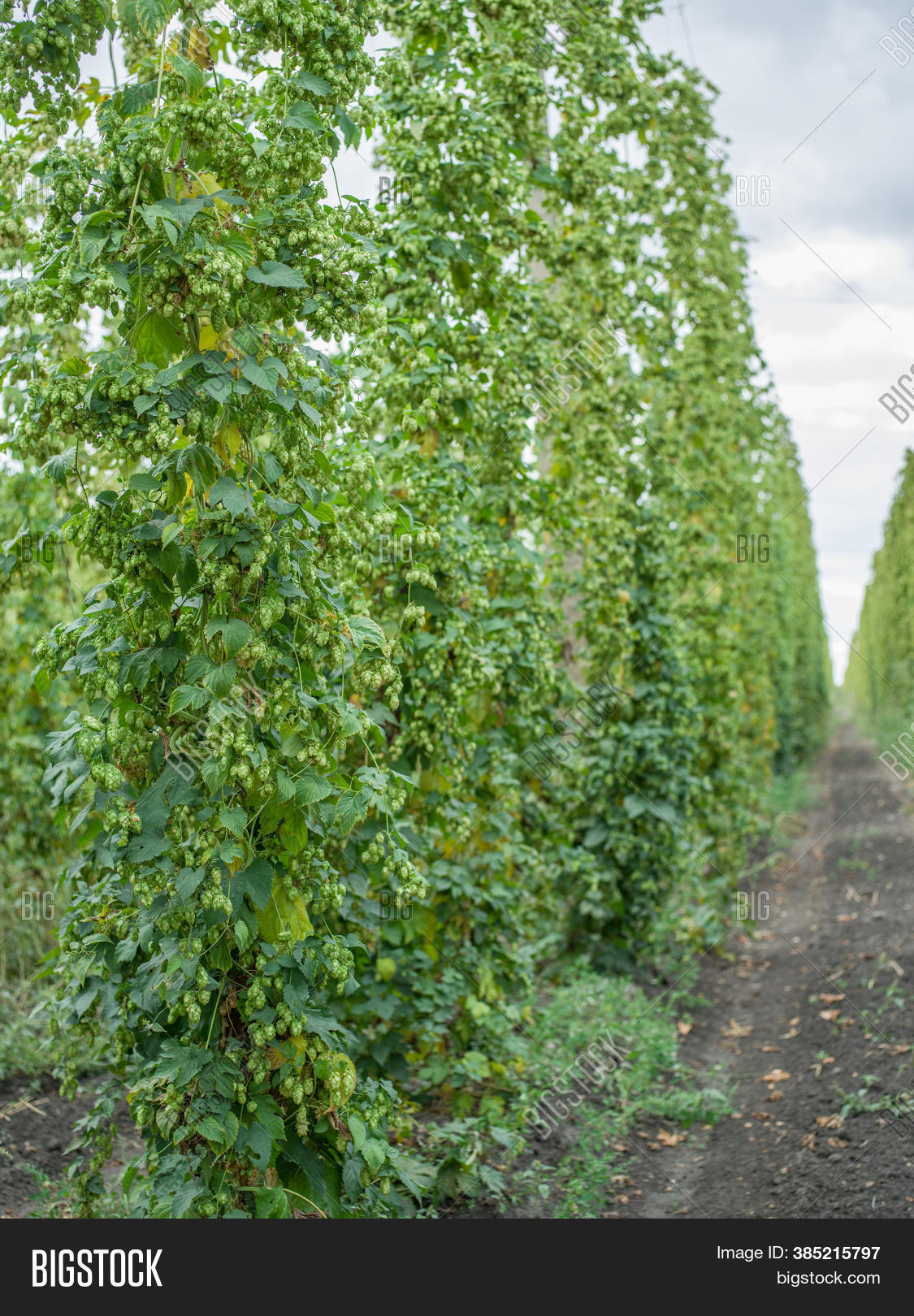 Hops Yard. Hops Plants Image & Photo (Free Trial) Bigstock