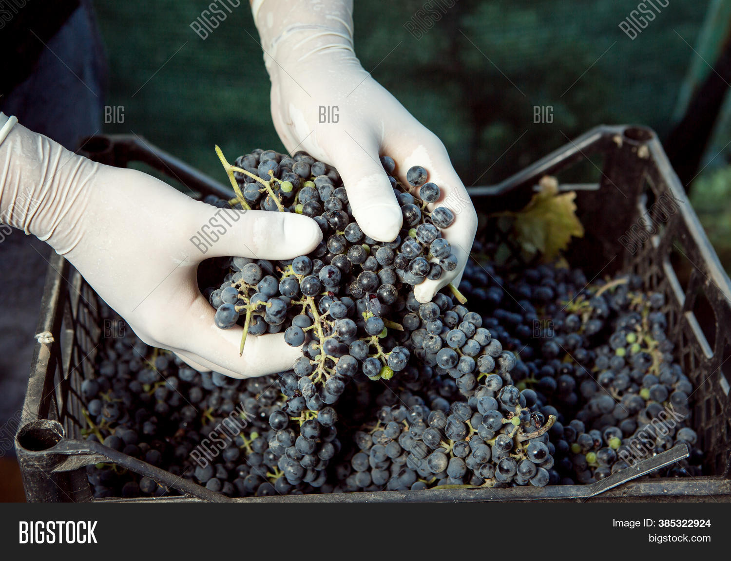 Grape Harvest. Wine Image & Photo (Free Trial) Bigstock