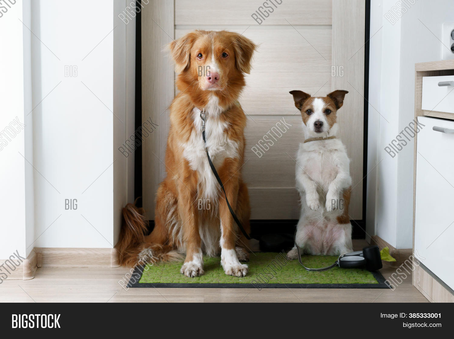 Two Dogs Sitting Door Image & Photo (Free Trial) Bigstock