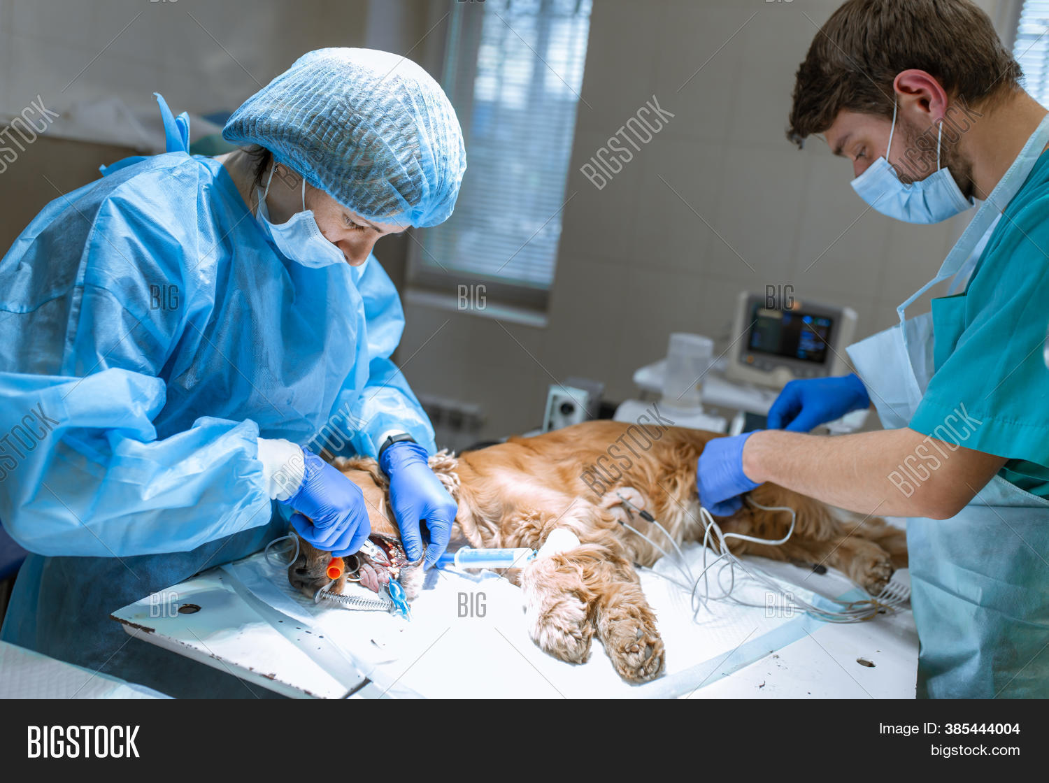 Veterinary Dentistry. Image & Photo (Free Trial) Bigstock