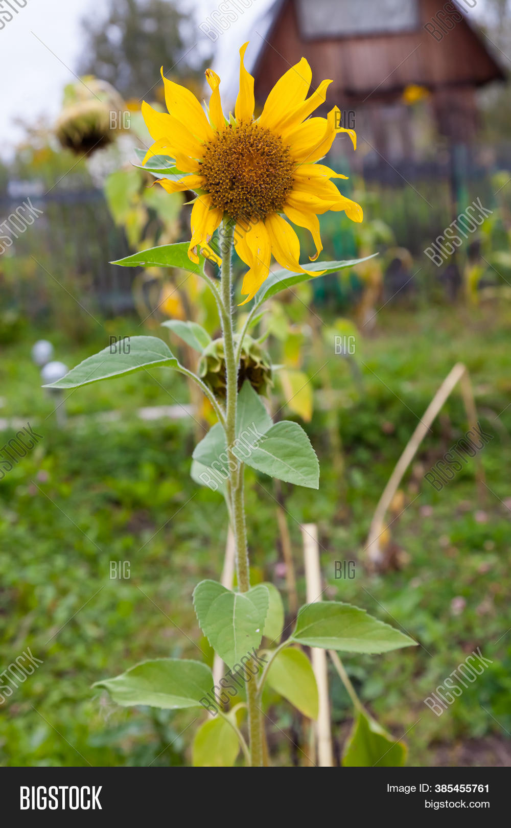 Sunflower Blooms On Image & Photo (Free Trial) Bigstock
