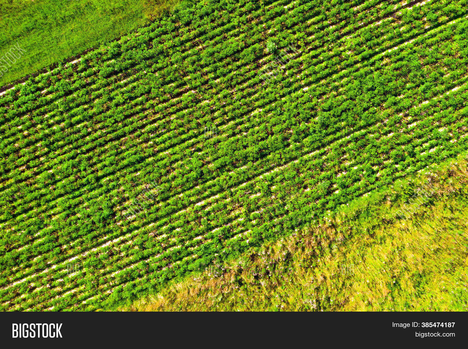 Texture Rows Planting Image & Photo (Free Trial) Bigstock