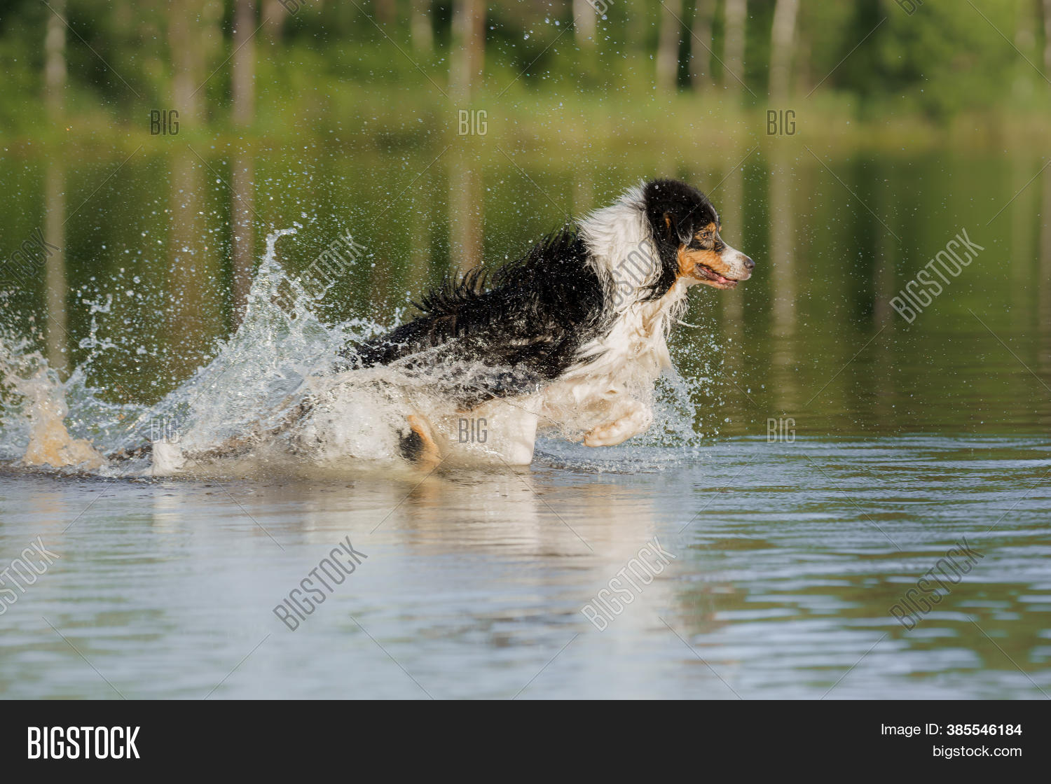 Dog Jumps Into Water. Image & Photo (Free Trial) Bigstock
