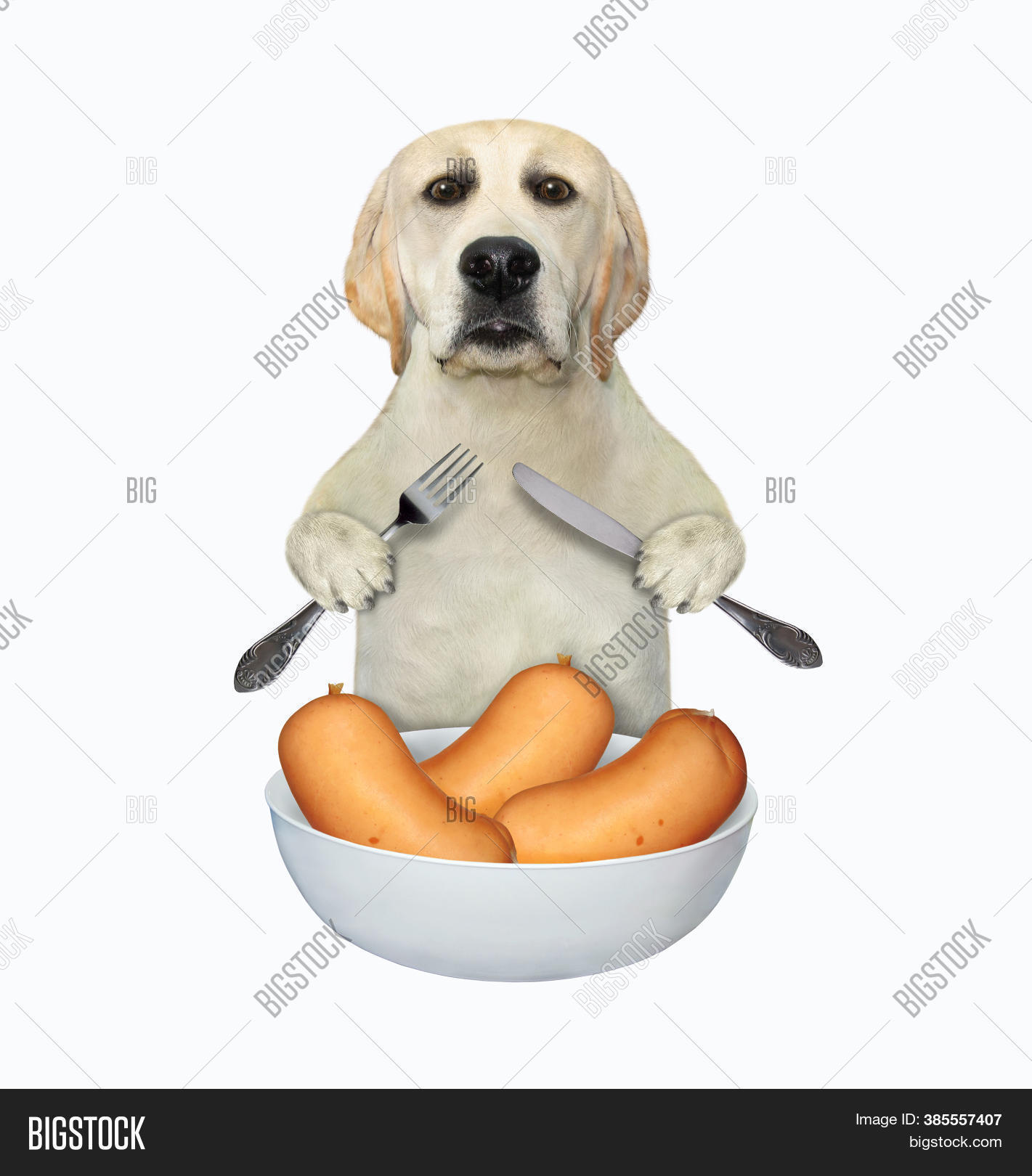 Dog Knife Fork Eating Image & Photo (Free Trial) Bigstock