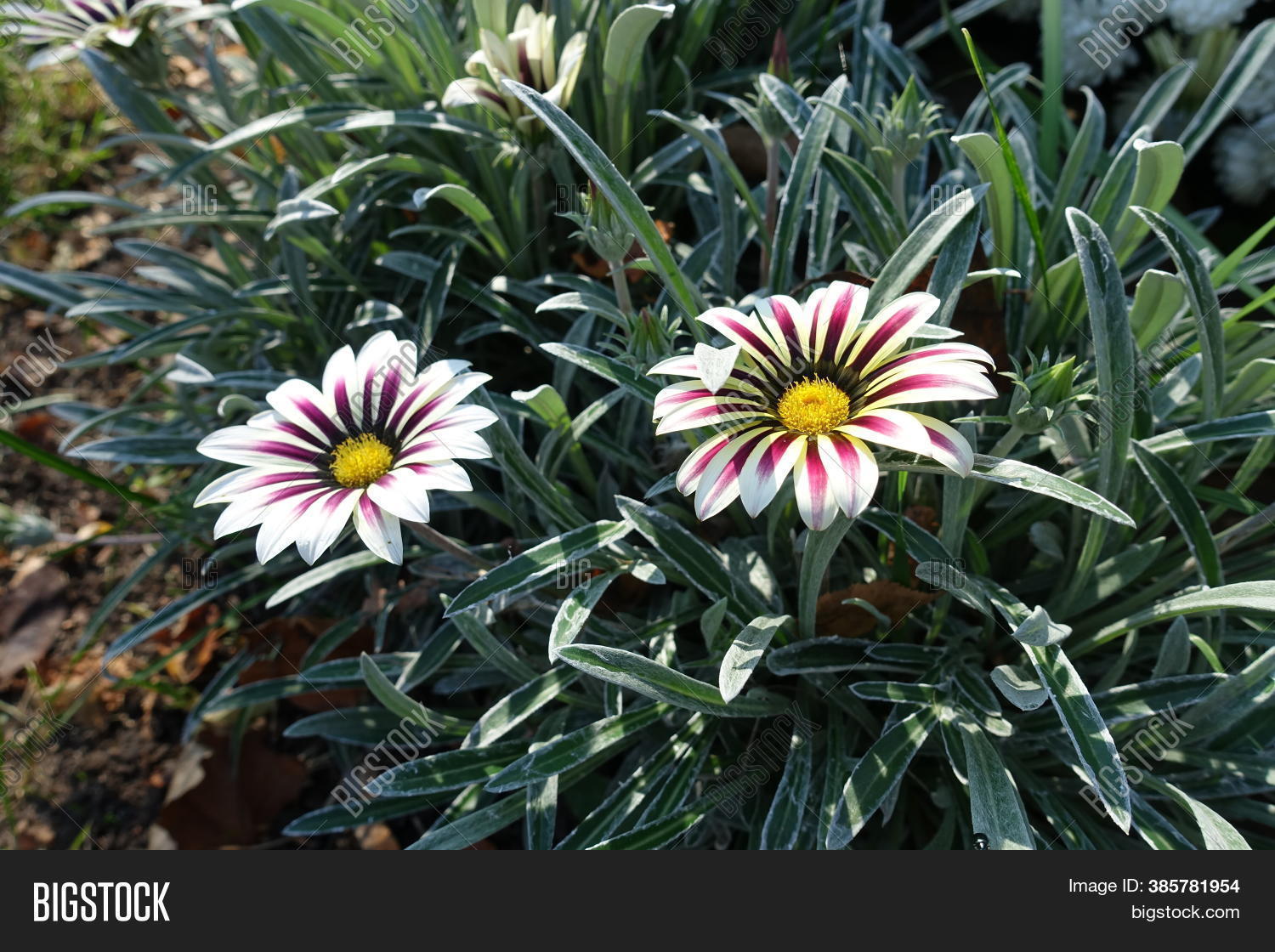 Pair Flowers Gazania Image & Photo (Free Trial) Bigstock