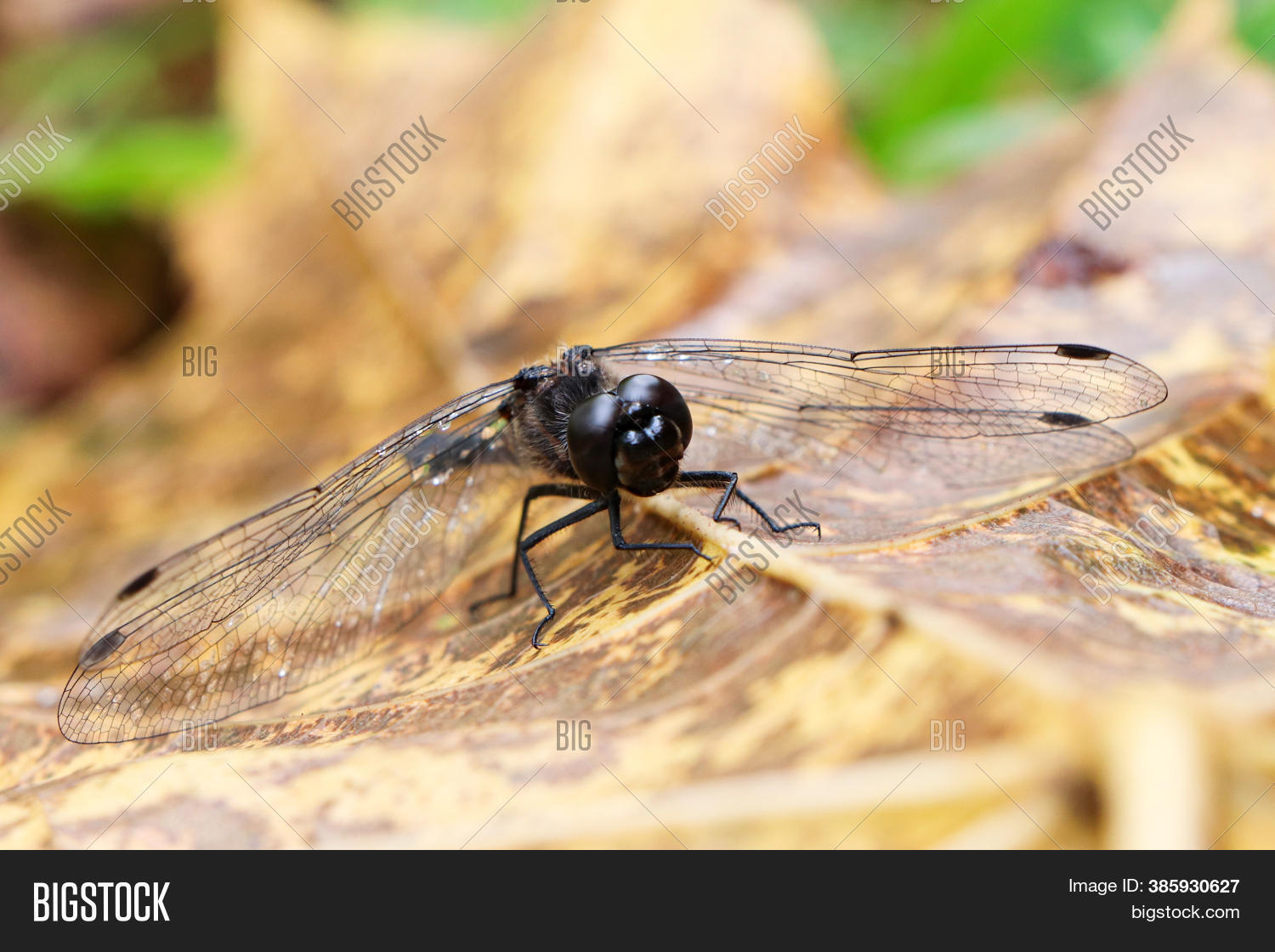 Black Dragonfly On Image & Photo (Free Trial) | Bigstock