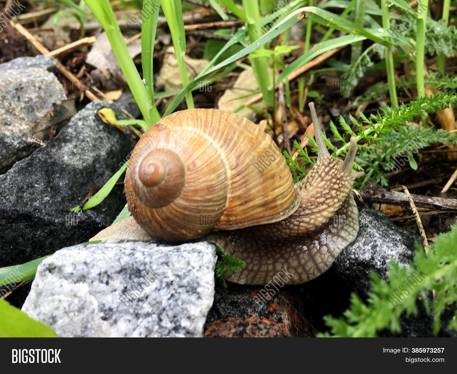 Small Garden Snail Image & Photo (Free Trial) Bigstock