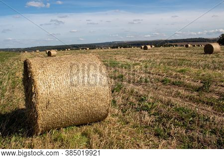 Field With Mown Grass And Collected In Large Rolls For Pet Food.