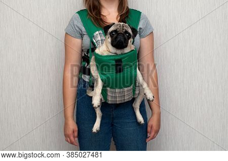 Cute Dog Pug Sitting In The Ergo Device Babycarrier Or Sling Kangaroo Carrier. Pet Dog Like A Baby. 