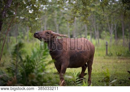 Thai Buffalo walk over the field go back home with sunset. Life' Machine of Farmer. Original agricul