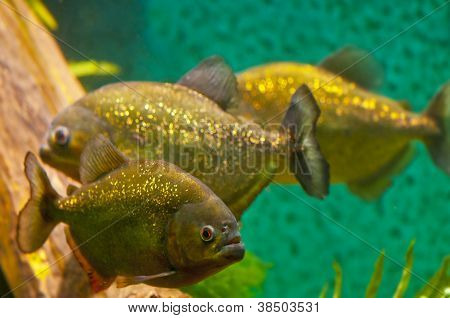 Piranha
