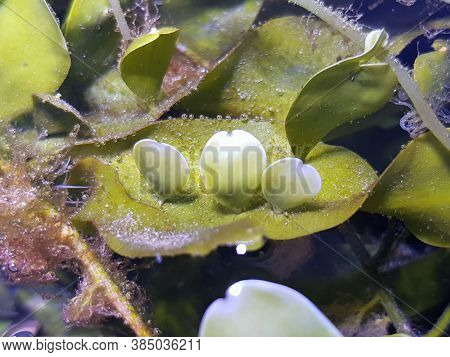 Caulerpa Prolifera In Refugium System For Saltwater Coral Reef Aquarium Tank