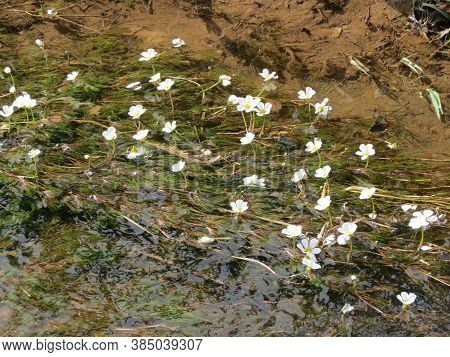 White Flowers In Water Called Ranunculus Aquatilis, The Common Water-crowfoot Or White Water-crowfoo