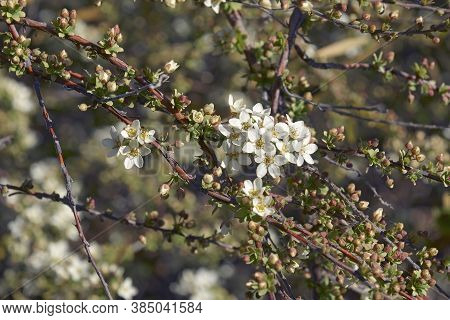 Close-up Image Of Ogon Spirea Flowers (spiraea Thunbergii Ogon)