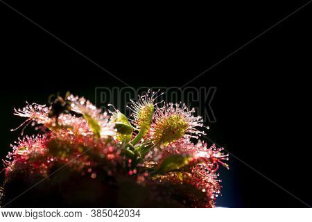 Carnivorous Plant In The Bog (natural Environment). Drosera Anglica - English Sundew Or Great Sundew