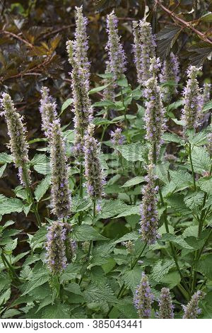 Anise Hyssop (agastache Foeniculum). Called Blue Giant Hyssop, Fragrant Giant Hyssop And Lavender Gi