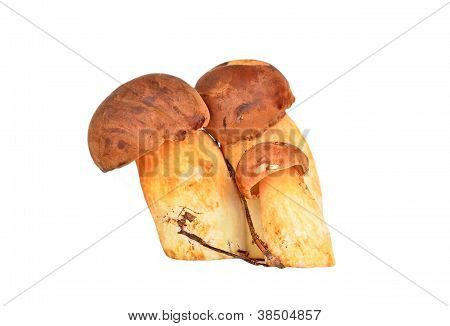 Boletus edulis mushroom