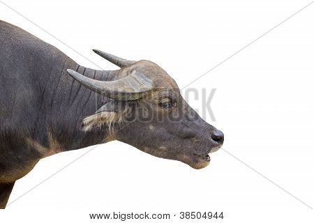 Búfalo de água