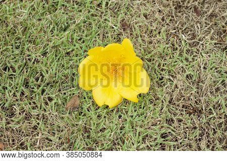 Cochlospermum Religiosum Or Yellow Silk Cotton Fall From The Tree On The Lawn, Thai Call Supanniga.