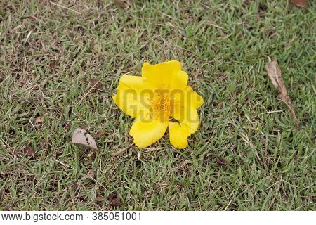 Cochlospermum Religiosum Or Yellow Silk Cotton Fall From The Tree On The Lawn, Thai Call Supanniga.