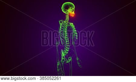 3d Illustration Of Human Skeleton Skull Maxilla Bone Anatomy