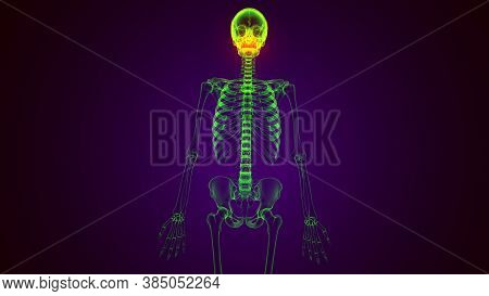 3d Illustration Of Human Skeleton Skull Maxilla Bone Anatomy